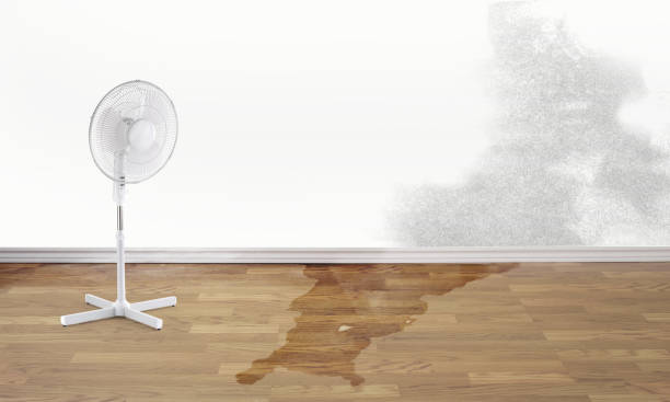 Best Mold removal after water damage  in Lebanon, IN